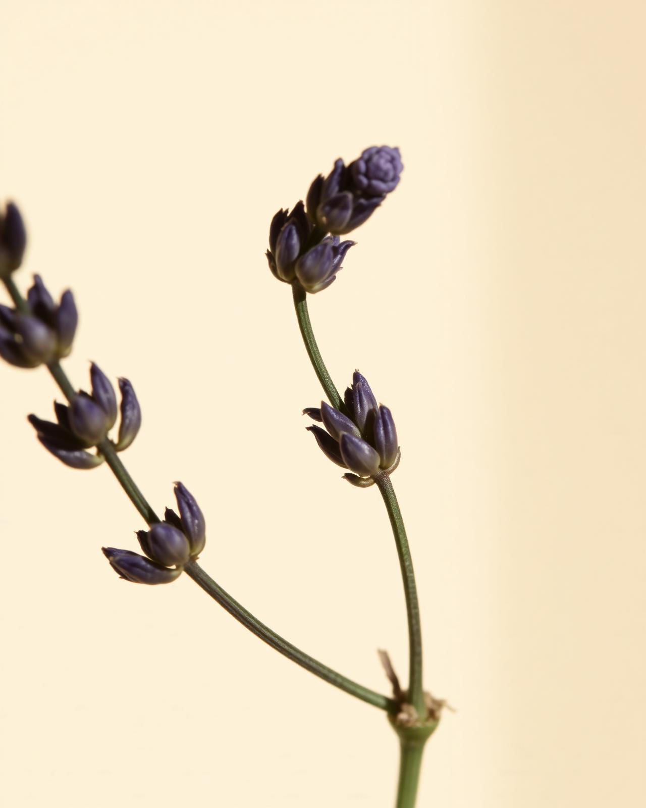 A single stem of English lavender